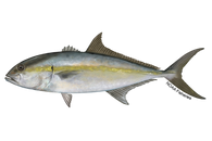 Freedive Amberjack Calcutta