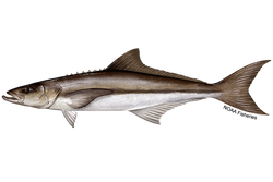 Freedive Cobia Calcutta