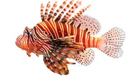 Scuba Lionfish Calcutta